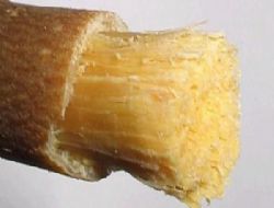 Misvak ve Diş Temizliği